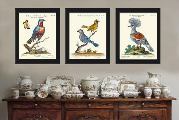 Blue Birds Nest Wall Art Prints Set of 4 Beautiful Antique Forest Outdoor Nature Illustration Picture Decoration Home Decor to Frame MCT