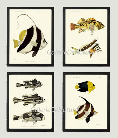 Tropical Fish Wall Art Set of 4 Prints Beautiful Antique Vintage Sea Ocean Beach House Decoration Bathroom Office Home Decor to Frame FGH