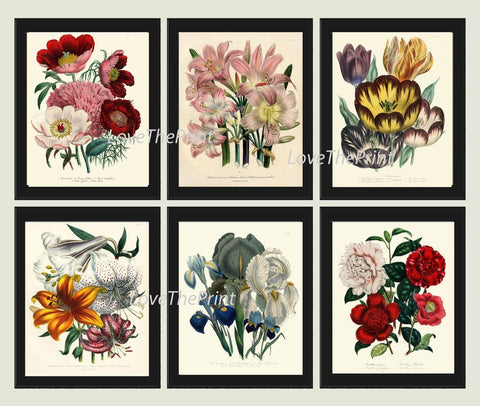 Botanical Wall Art Set of 6 Prints Beautiful Vintage Antique Red White Peony Lily Lilies Blue Iris Tulip Flower Home Room Decor to Frame LEB