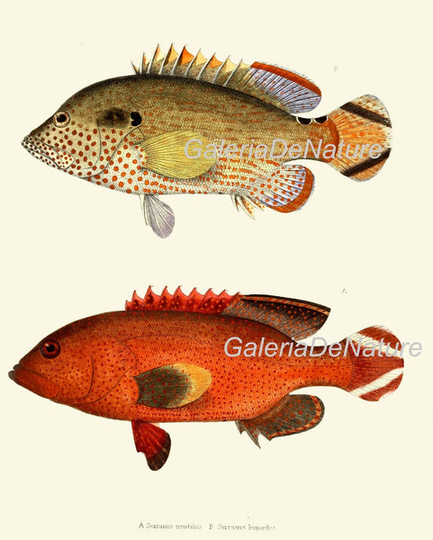 Tropical Fish Wall Art Set of 9 Prints Beautiful Antique Vintage Colorful Red Black and White Stripe Ocean Marine Home Decor to Frame FGH