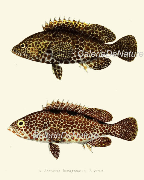 Tropical Fish Wall Art Set of 9 Prints Beautiful Antique Vintage Colorful Red Black and White Stripe Ocean Marine Home Decor to Frame FGH