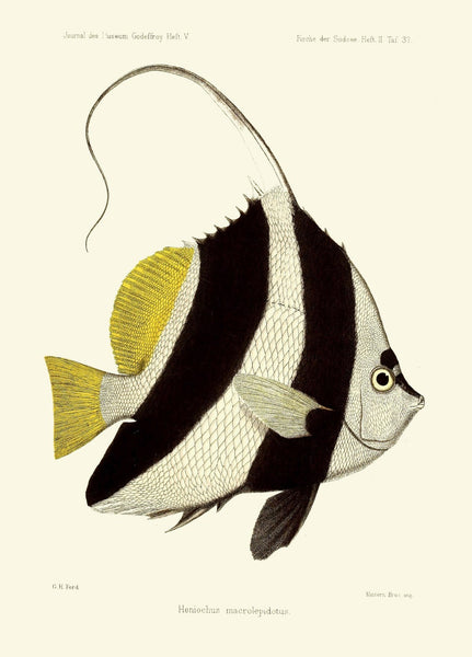 Tropical Fish Wall Art Set of 9 Prints Beautiful Antique Vintage Colorful Red Black and White Stripe Ocean Marine Home Decor to Frame FGH