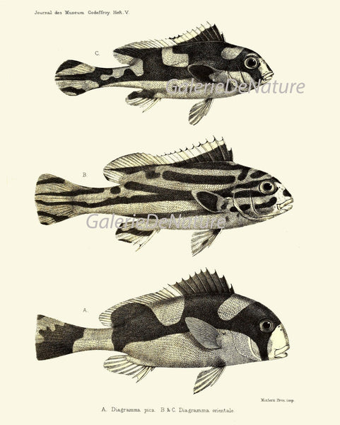 Tropical Fish Wall Art Set of 9 Prints Beautiful Antique Vintage Colorful Red Black and White Stripe Ocean Marine Home Decor to Frame FGH