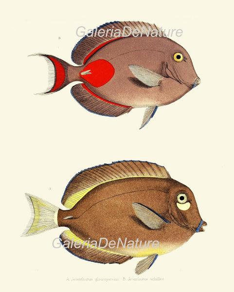 Tropical Fish Wall Art Set of 9 Prints Beautiful Antique Vintage Colorful Red Black and White Stripe Ocean Marine Home Decor to Frame FGH
