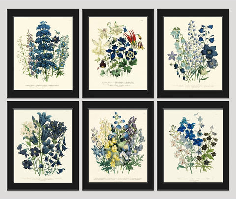 Blue Flowers Botanical Wall Art Set of 6 Prints Beautiful Vintage Antique Spring Summer Wildflowers Book Plate Home Room Decor to Frame LEB