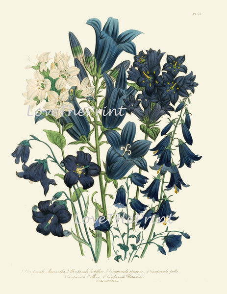 Blue Flowers Botanical Wall Art Set of 6 Prints Beautiful Vintage Antique Spring Summer Wildflowers Book Plate Home Room Decor to Frame LEB