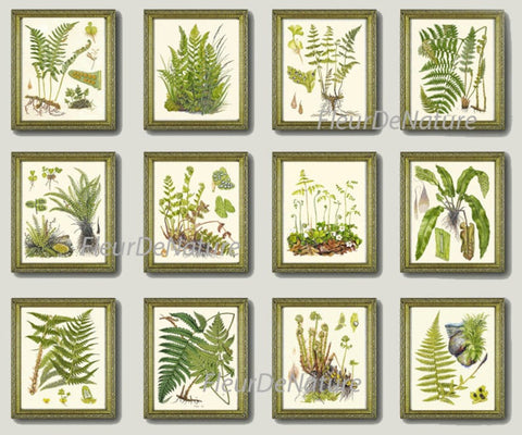 Green Fern Botanical Wall Art Set of 12 Prints Beautiful Antique Vintage Ferns Gallery Picture Illustration Home Room Decor to Frame LIN