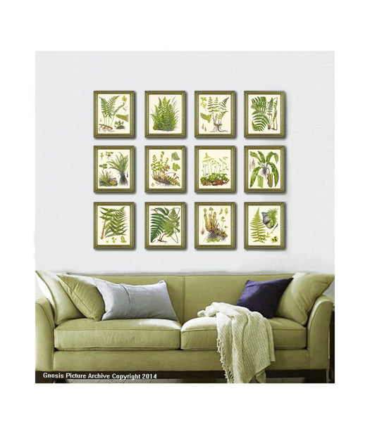 Green Fern Botanical Wall Art Set of 12 Prints Beautiful Antique Vintage Ferns Gallery Picture Illustration Home Room Decor to Frame LIN