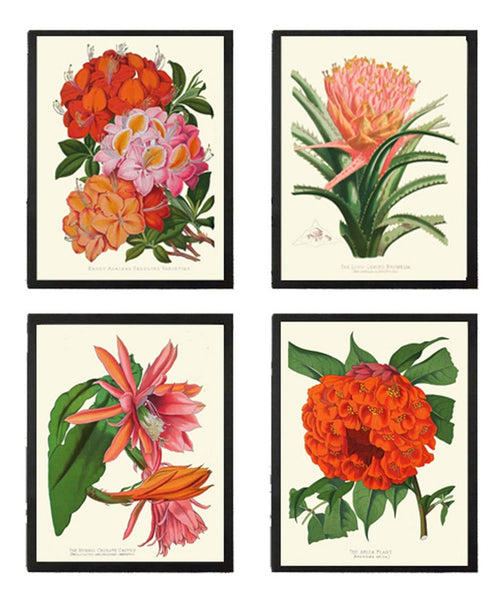 Tropical Colorful Botanical Wall Art Set of 4 Prints Beautiful Vintage Azalea Cactus Bromeliad Flowers Red Orange Home Decor to Frame PAXT