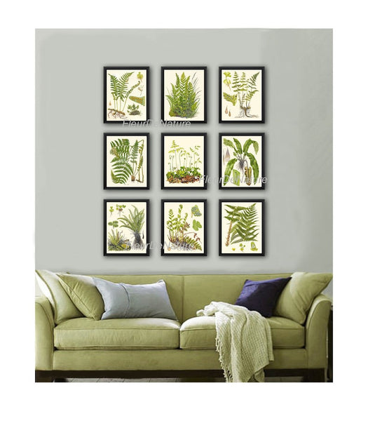 Fern Prints Wall Art Set of 9 Beautiful Botanical Antique Vintage Green Ferns Decoration Wall Hanging Gallery Home Room Decor to Frame LIN