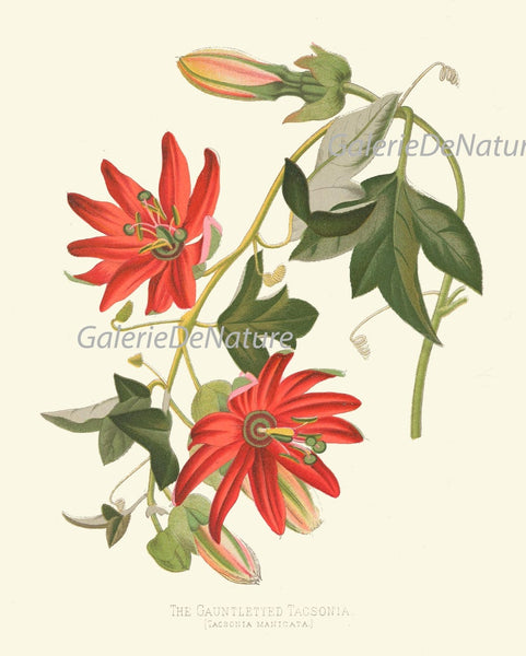 Colorful Tropical Flower Home Decor Botanical Prints Wall Art Set of 9 Beautiful Southern Garden Plants Gallery Azalea Cactus to Frame PAXT