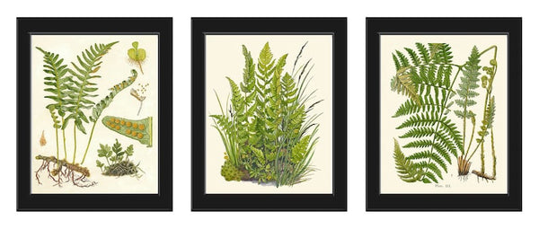 Ferns Decor Botanical Wall Art Set of 3 Prints Beautiful Antique Green Forest Outdoor Cabin Rustic Farmhouse Home Decoration to Frame LIN
