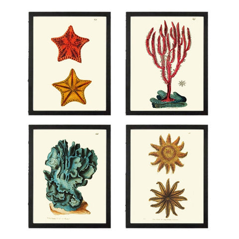 Bathroom Wall Art 4 Prints Beautiful Antique Vintage Seastar Sea Star Coral Red Turquoise Aqua Ocean Beach House Home Decor to Frame NS