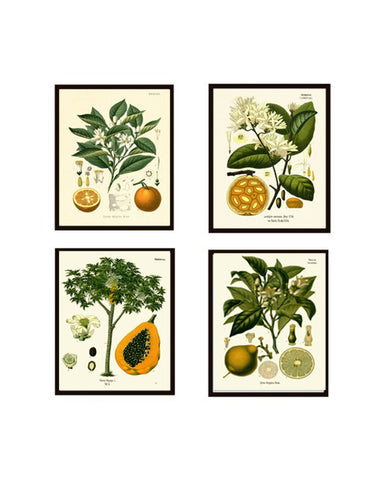 Kitchen Wall Art Tropical Fruit Set of 4 Prints Beautiful Antique Orange Blooming Tree Papaya Lime Garden Plants Home Decor to Frame KOH