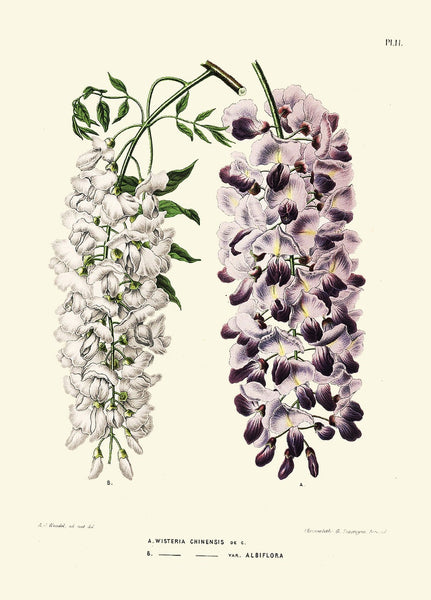 Botanical Wall Art Set of 6 Prints Beautiful Vintage Antique Blue Larkspur White Pink Hydrangea Anemone Plants Home Room Decor to Frame WITT
