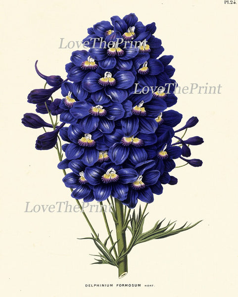 Botanical Wall Art Set of 6 Prints Beautiful Vintage Antique Blue Larkspur White Pink Hydrangea Anemone Plants Home Room Decor to Frame WITT