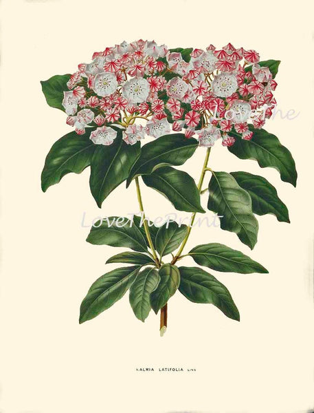 Botanical Wall Art Set of 6 Prints Beautiful Vintage Antique Blue Larkspur White Pink Hydrangea Anemone Plants Home Room Decor to Frame WITT