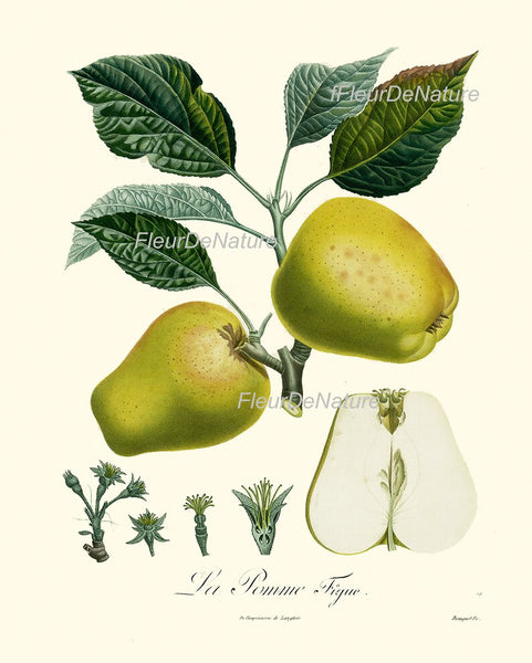 Fruit Prints Wall Art Set of 6 Beautiful Botanical Vintage Apple Grapes Pomegranate Strawberry Pear Kitchen Dining Room Decor to Frame POIT