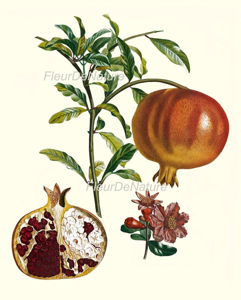 Fruit Prints Wall Art Set of 6 Beautiful Botanical Vintage Apple Grapes Pomegranate Strawberry Pear Kitchen Dining Room Decor to Frame POIT