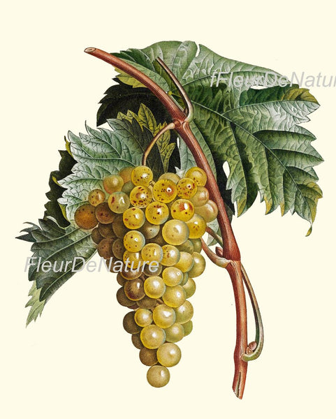 Fruit Prints Wall Art Set of 6 Beautiful Botanical Vintage Apple Grapes Pomegranate Strawberry Pear Kitchen Dining Room Decor to Frame POIT