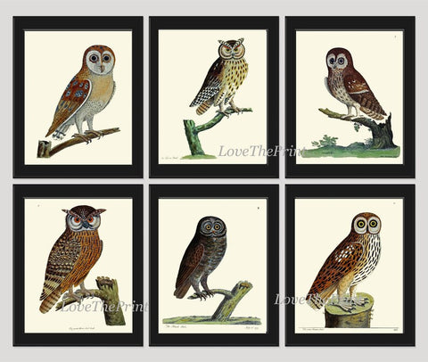 Owl Bird Wall Art Print Set of 6 Prints Antique Vintage Cute Owls Brown Beige Forest Tree Nature Rustic Farmhouse Home Decor to Frame ELE