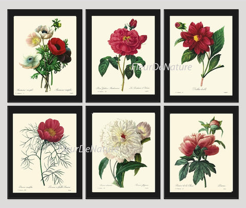 Peony Botanical Wall Art Set of 6 Prints Beautiful Vintage Antique Red White Peony Flower Illustration Picture Home Room Decor to Frame REDT