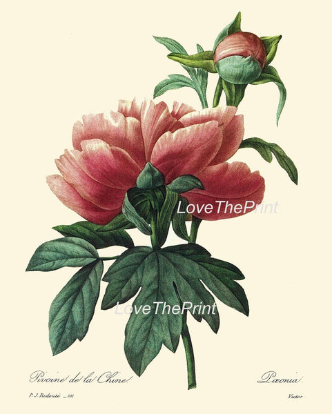 Peony Botanical Wall Art Set of 6 Prints Beautiful Vintage Antique Red White Peony Flower Illustration Picture Home Room Decor to Frame REDT