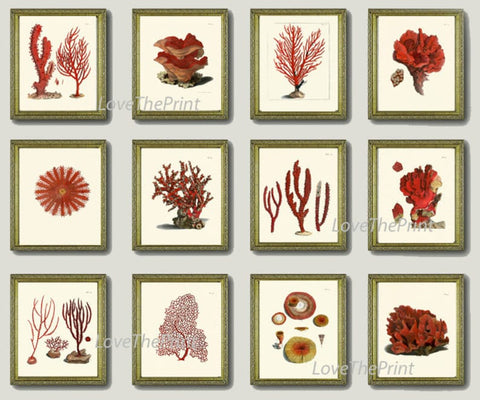 Coastal Red Coral Prints Gallery Wall Art Set of 12 Beautiful Antique Vintage Beach Ocean Sea Tropical Nature Home Room Decor to Frame ELLIS