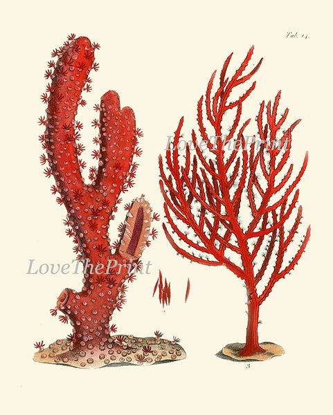 Coastal Red Coral Prints Gallery Wall Art Set of 12 Beautiful Antique Vintage Beach Ocean Sea Tropical Nature Home Room Decor to Frame ELLIS