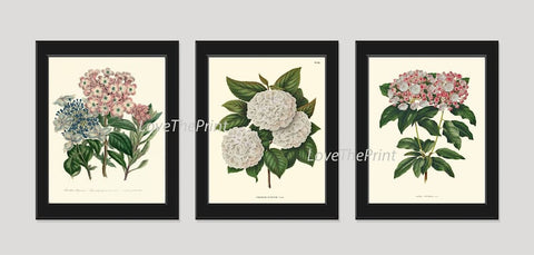 Hydrangea Botanical Wall Art Set of 3 Prints Beautiful Antique Vintage White Pink Blue Flowers Hortensia Home Room Decor to Frame HYDR