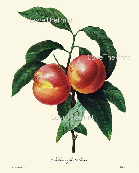 Fruit Botanical Wall Art Set of 3 Prints Beautiful Vintage Antique Pear Peach Apple Dining Room Kitchen Farmhouse Home Decor to Frame REDT