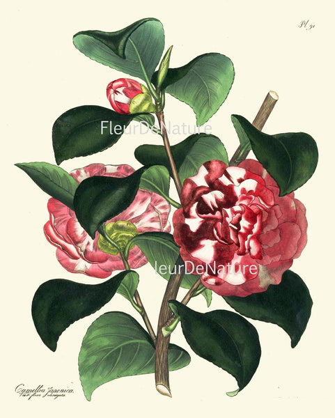 Botanical Wall Art Set of 6 Prints Beautiful White Pink Red Magnolia Camellia Dahlia Green Spring Garden Home Room Decor to Frame HA