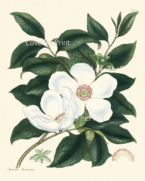 Botanical Wall Art Set of 6 Prints Beautiful White Pink Red Magnolia Camellia Dahlia Green Spring Garden Home Room Decor to Frame HA