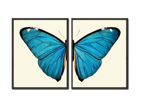 Blue Butterfly Wall Art Set of 2 Prints Beautiful Colorful Garden Outdoor Nature Bedroom Child Room Playroom Office Home Decor to Frame TR
