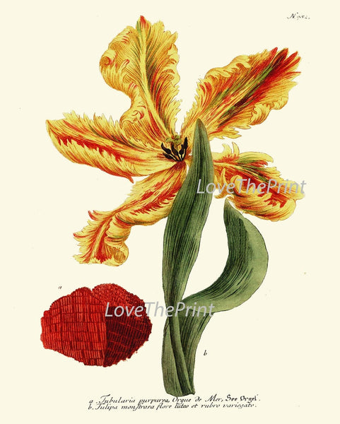 Iris and Tulip Botanical Wall Art Set of 6 Prints Beautiful Red Blue Yellow Spring Garden Flowers Floral Home Room Decor to Frame WEIN