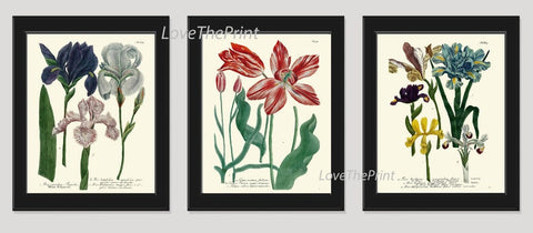 Blue Iris Red Tulip Garden Botanical Wall Art Set of 3 Prints Beautiful Antique Vintage Pretty Flowers Floral Home Room Decor to Frame WEIN