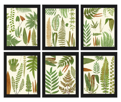 Fern Print Botanical Wall Art Set of 6 Beautiful Vintage Antique Ferns Plant Bedroom Living Room Office Kitchen Home Room Decor to Frame EJL