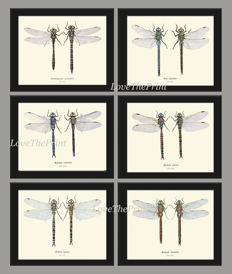 Dragonfly Prints Wall Art Set of 6 Beautiful Antique Vintage Garden Nature Insect Illustration Picture Watercolor Home Decor to Frame BRIT
