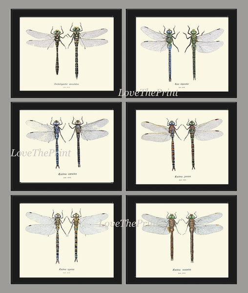 Dragonfly Prints Wall Art Set of 6 Beautiful Antique Vintage Garden Nature Insect Illustration Picture Watercolor Home Decor to Frame BRIT