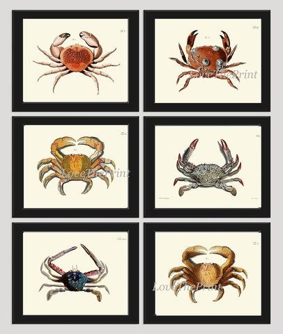 Vintage Crab Prints Wall Art Set of 6 Beautiful Antique Red Blue Sea Ocean Marine Coastal Nautical Beach House Home Decor to Frame CRAB