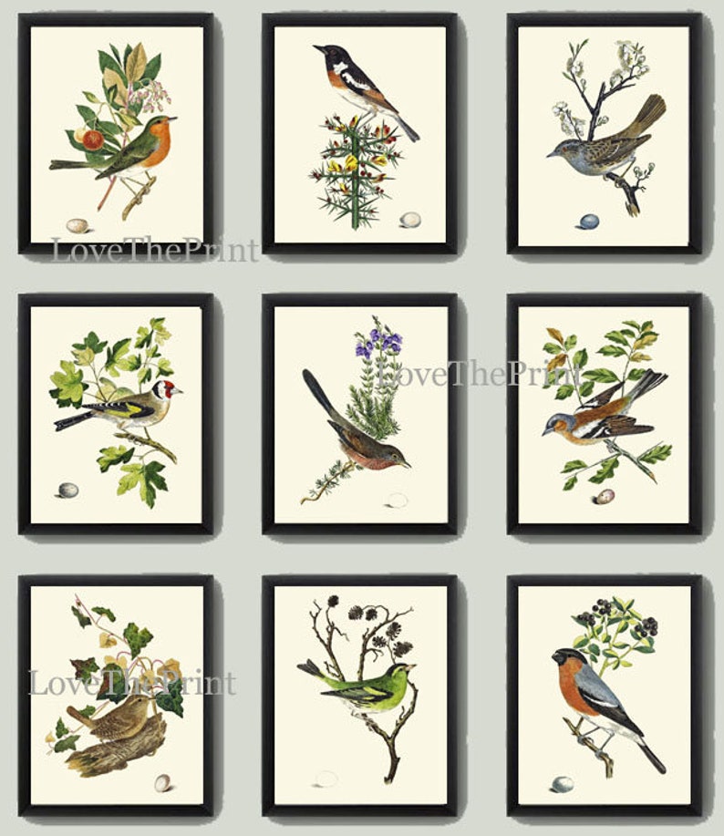 Bird Wall Decor Art Print Set of 9 Beautiful Antique Vintage Songbirds Bird Lover Birdwatching Nature Decoration Illustration to Frame COJ