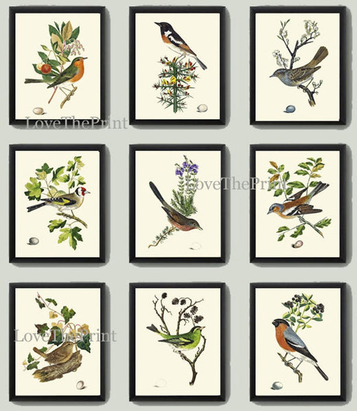 Bird Wall Decor Art Print Set of 9 Beautiful Antique Vintage Songbirds Bird Lover Birdwatching Nature Decoration Illustration to Frame COJ