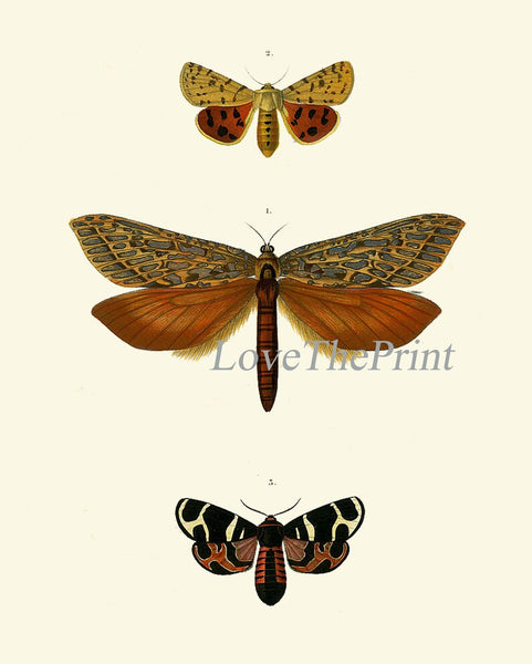 Butterfly Wall Art Set of 4 Prints Beautiful Antique Vintage Garden Nature Illustration Natural Colors Home Room Decor Chart to Frame DORB