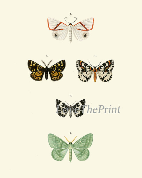 Butterfly Wall Art Set of 4 Prints Beautiful Antique Vintage Garden Nature Illustration Natural Colors Home Room Decor Chart to Frame DORB