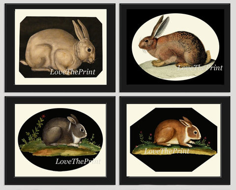 Bunny Rabbit Wall Art Print Set of 4 Beautiful Antique Vintage Farmhouse Cottage Farm Animal Black Background Home Room Decor to Frame EASTB