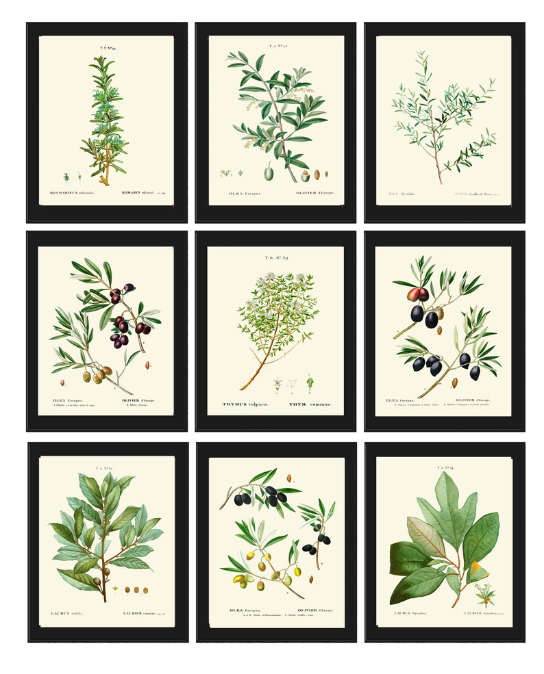 herbs-spices-kitchen-wall-art-set-of-9-prints-beautiful-botanical-thim-love-the-print
