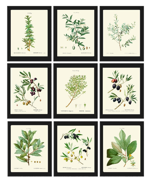 Herbs Spices Kitchen Wall Art Set of 9 Prints Beautiful Botanical Thime Bay Leaf Laurel Olives Italian Garden Home Room Decor to Frame TDA