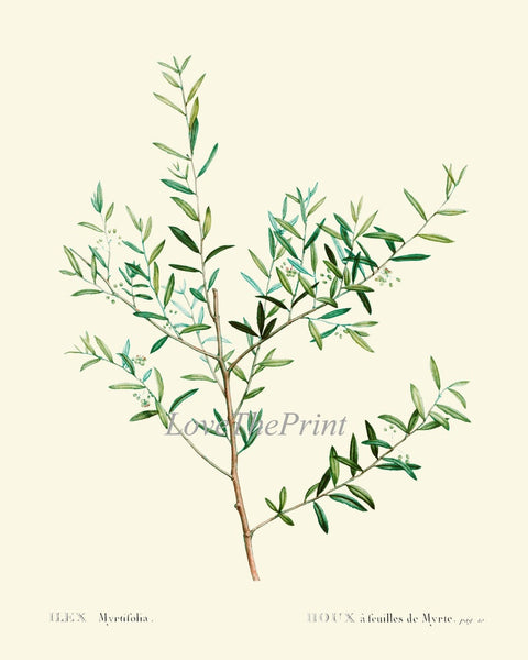 Herbs Spices Kitchen Wall Art Set of 9 Prints Beautiful Botanical Thime Bay Leaf Laurel Olives Italian Garden Home Room Decor to Frame TDA