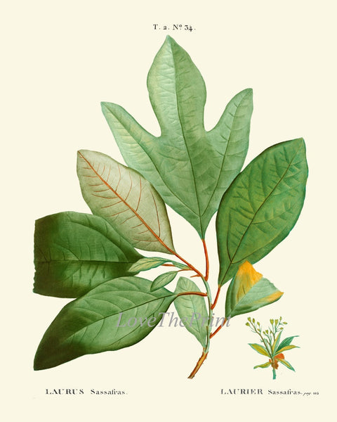 Herbs Spices Kitchen Wall Art Set of 9 Prints Beautiful Botanical Thime Bay Leaf Laurel Olives Italian Garden Home Room Decor to Frame TDA