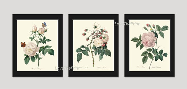 Botanical Print Set of 3 Roses Wall Art Beautiful Antique Vintage White Pink Flowers Romantic Shabby Chic Home Room Decor to Frame REDT